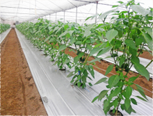 有機栽培の難しさ