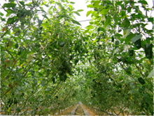 有機JAS認証取得～法人化までの苦労