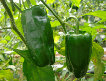 消費者への想い