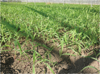 ピーマン栽培の流れ