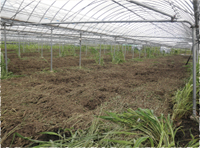 ピーマン栽培の流れ