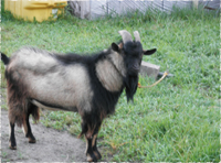 ピーマン栽培の流れ