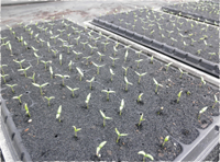 ピーマン栽培の流れ