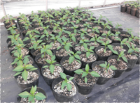 ピーマン栽培の流れ