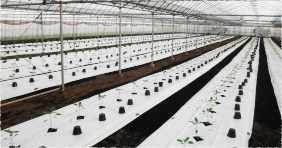 ピーマン栽培の流れ