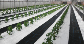 ピーマン栽培の流れ