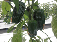 ピーマン栽培の流れ