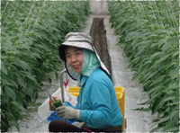 ピーマン栽培の流れ