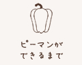 ピーマンができるまで