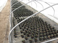 現在、育苗中です。の画像