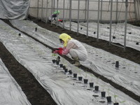 ピーマンを定植しましたの画像