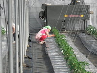 ピーマンを定植しましたの画像