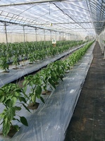 ピーマンを定植しましたの画像