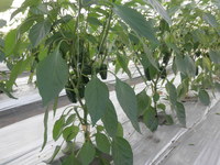 収穫を始めました。の画像