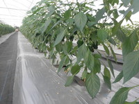 収穫を始めました。の画像