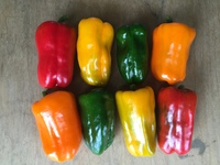 カラーピーマンの試食の画像