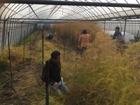 アスパラの切除持ち出しを実施の画像